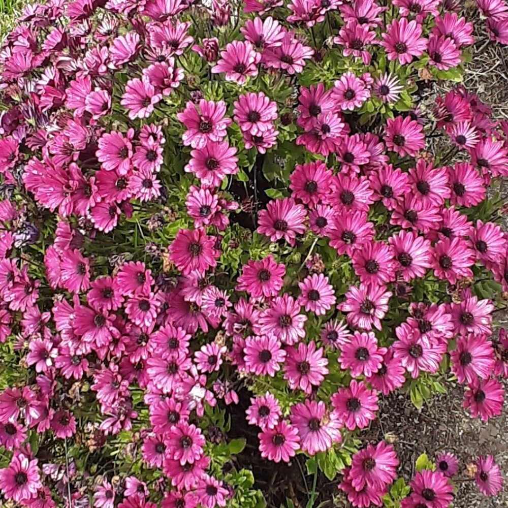 Not for sale!! But an announcement!!